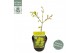 Acer shirasawanum aureum 