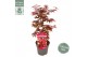 Acer palmatum little red 