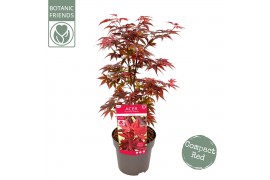 Acer palmatum little red