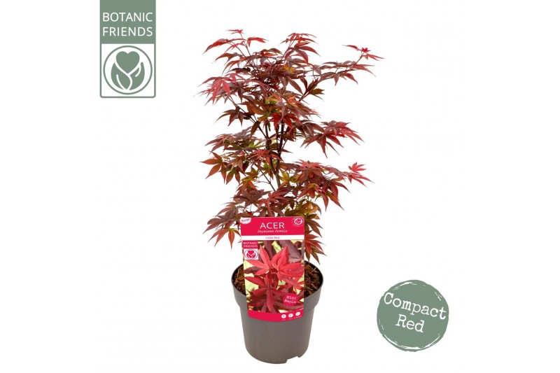 Acer palmatum little red 