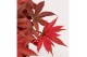 Acer palmatum little red 