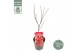 Acer palmatum little red 