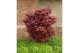 Acer palmatum little red 