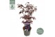 Acer palmatum black lace 