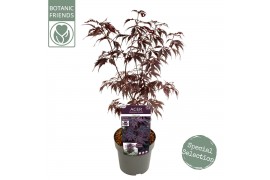 Acer palmatum black lace