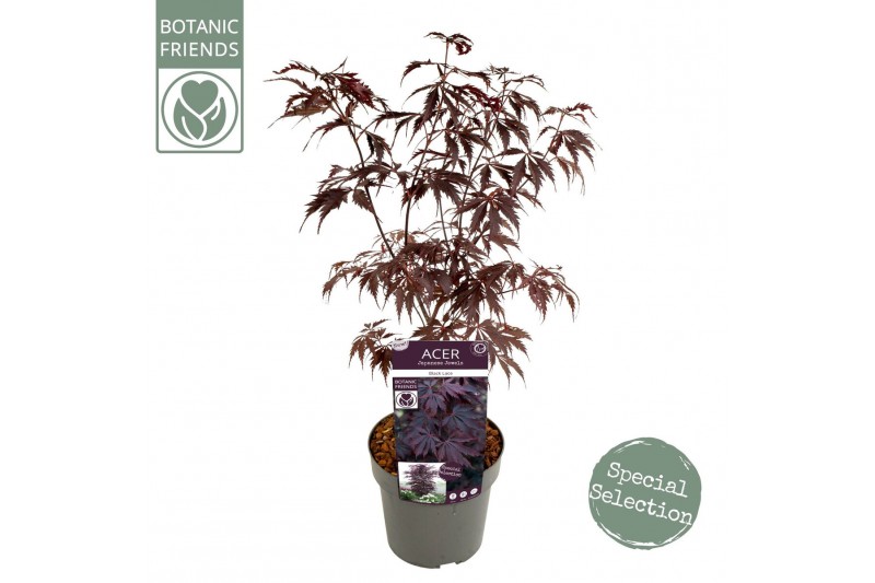 Acer palmatum black lace 
