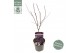 Acer palmatum black lace 