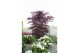 Acer palmatum black lace 