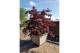 Acer palmatum black lace 