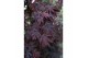 Acer palmatum black lace 