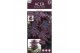 Acer palmatum black lace 