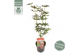 Acer palmatum starfish® extra kwaliteit