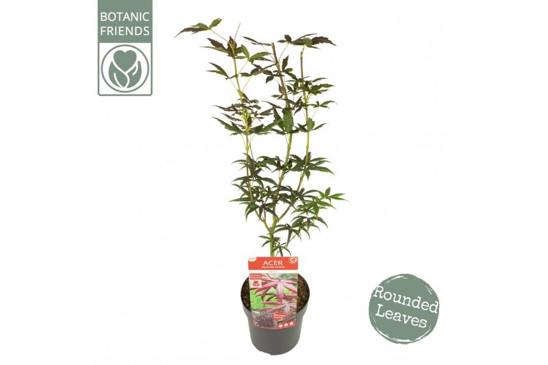 Acer palmatum starfish® extra kwaliteit 