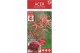 Acer palmatum starfish® extra kwaliteit 
