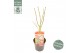 Acer palmatum starfish® extra kwaliteit 