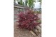 Acer palmatum starfish® extra kwaliteit 