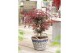 Acer palmatum starfish® extra kwaliteit 