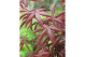 Acer palmatum starfish® extra kwaliteit 
