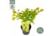 Acer shirasawanum aureum Aureum extra kwaliteit 