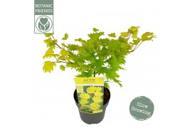 Acer shirasawanum aureum Aureum extra kwaliteit