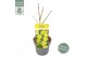 Acer shirasawanum aureum Aureum extra kwaliteit 