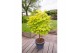 Acer shirasawanum aureum Aureum extra kwaliteit 