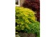 Acer shirasawanum aureum Aureum extra kwaliteit 