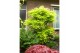Acer shirasawanum aureum Aureum extra kwaliteit 