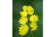 Acer shirasawanum aureum Aureum extra kwaliteit 