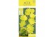 Acer shirasawanum aureum Aureum extra kwaliteit 
