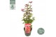 Acer palmatum little red 