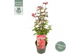 Acer palmatum little red