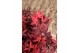 Acer palmatum little red 