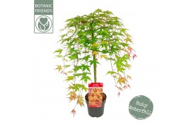 Acer palmatum cascade ruby 40 cm cm stam