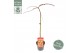 Acer palmatum cascade ruby 40 cm cm stam 