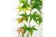 Acer palmatum cascade ruby 40 cm cm stam 