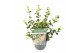Viburnum fairy Stars 