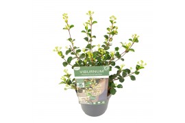 Viburnum fairy Stars