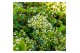 Viburnum fairy Stars 