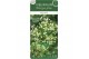 Viburnum fairy Stars 
