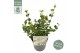 Viburnum fairy Stars 