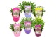 Buddleja davidii butterfly candy mix mixlaag 
