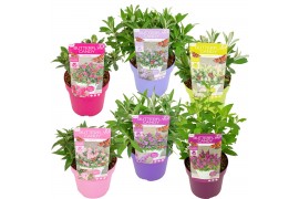 Buddleja davidii butterfly candy mix mixlaag