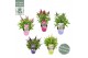 Buddleja davidii butterfly candy mix mixlaag 