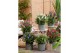 Buddleja davidii butterfly candy mix mixlaag 
