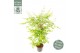 Acer palmatum going green 