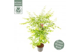Acer palmatum going green
