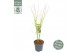 Acer palmatum going green 