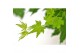 Acer palmatum going green 