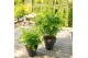 Acer palmatum going green 